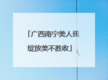 广西南宁美人蕉绽放美不胜收